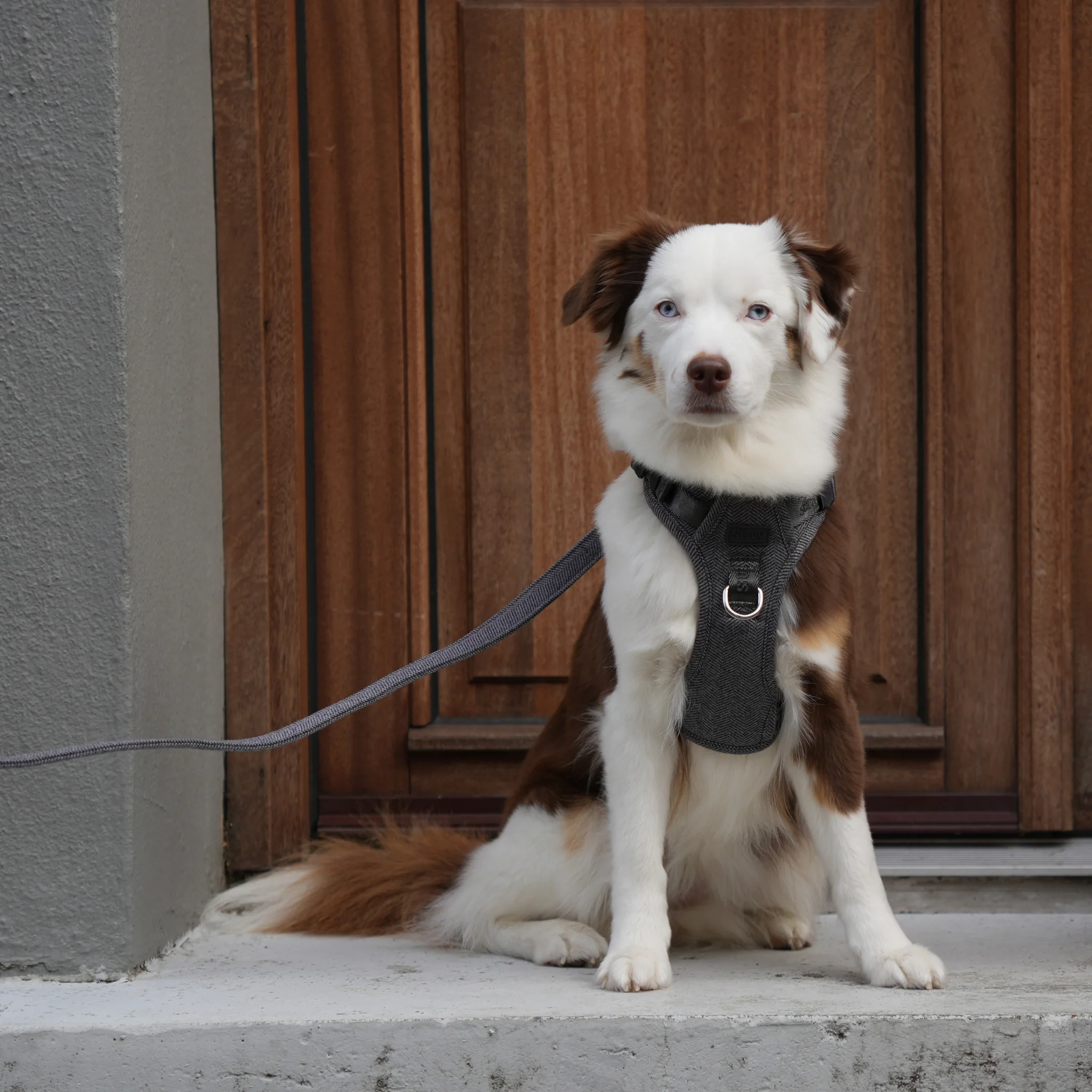 Elma Dog Harness | Dusty Blue - Image 4
